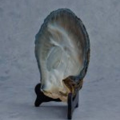alt=\"Concha madreperla www.santelmotienda.com\"