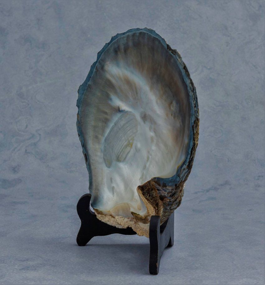 alt=\"Concha madreperla www.santelmotienda.com\"