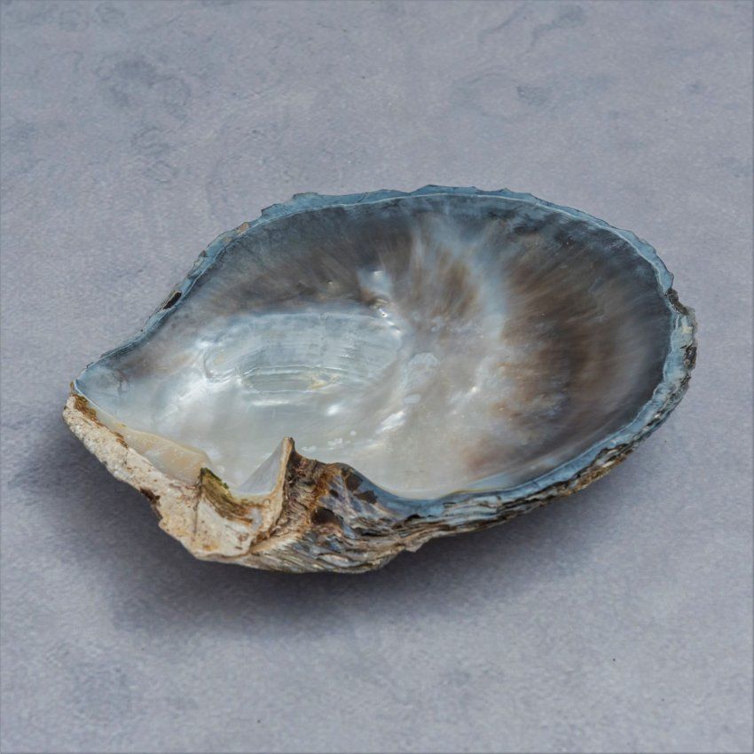 alt=\"Concha madreperla www.santelmotienda.com\"