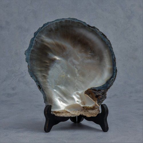 alt=\"Concha madreperla www.santelmotienda.com\"