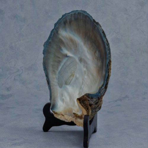 alt=\"Concha madreperla www.santelmotienda.com\"